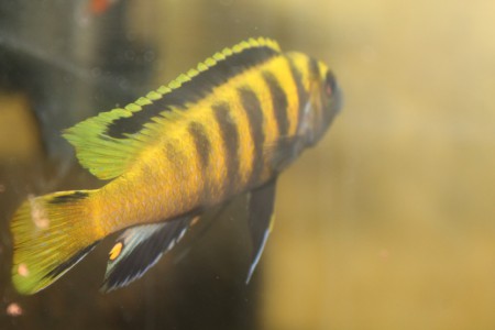 Псевдотрофеус флавус самец